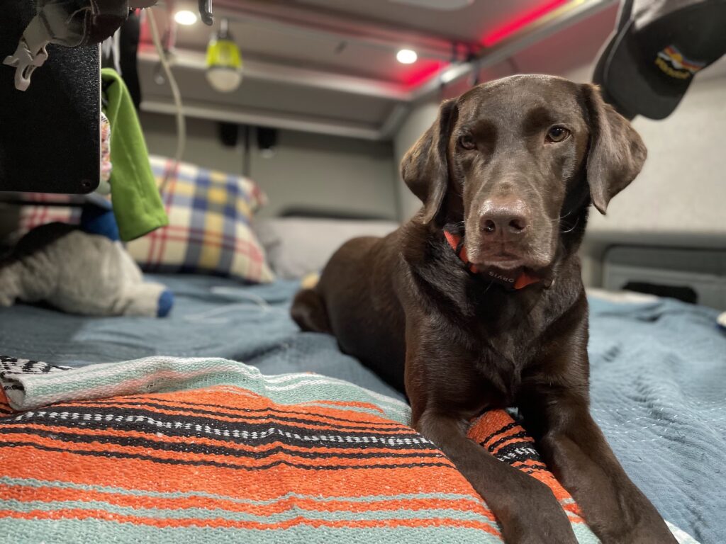 Vanlife WIth A Dog