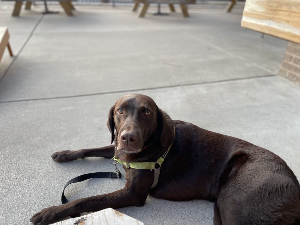 Restaurant with a dog