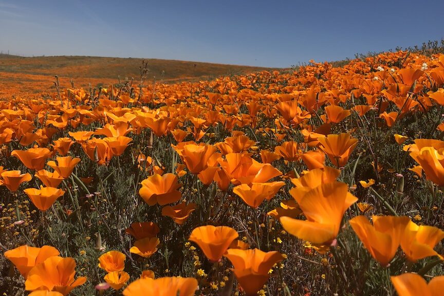 Beautiful Blooms In Springtime