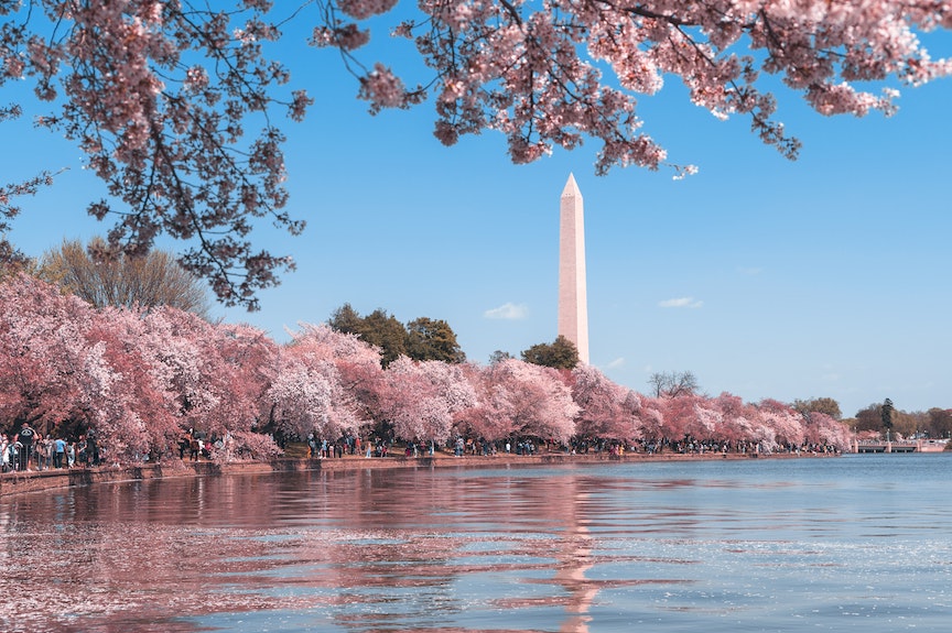 Beautiful Blooms In Springtime